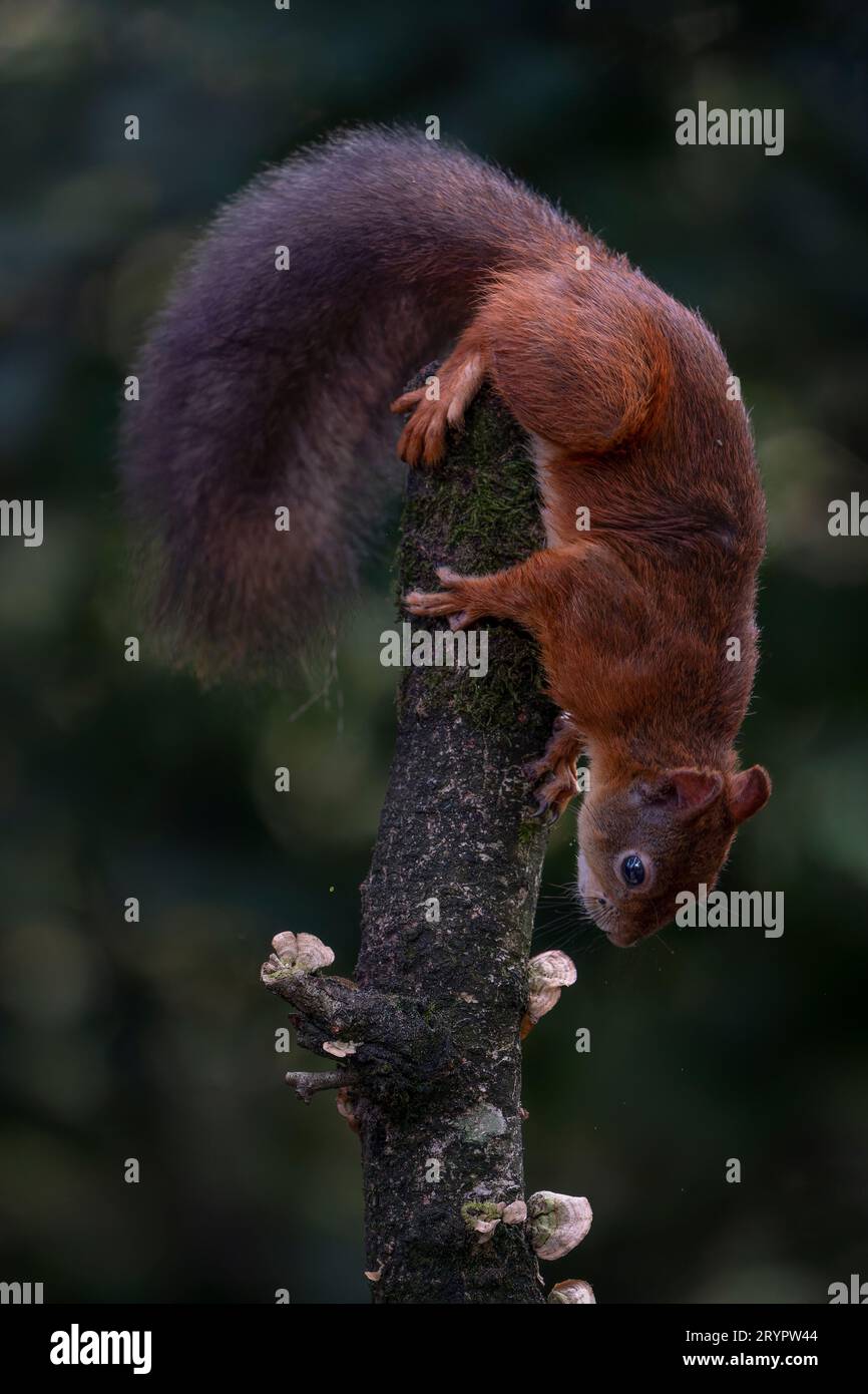 Hungriges Rothörnchen (Sciurus vulgaris) läuft den Baumstamm mit Pilzen in einem Herbstwald herunter. Herbsttag in einem tiefen Wald in den Niederlanden Stockfoto