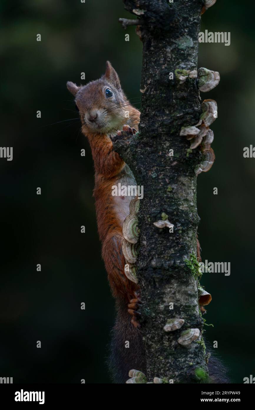 Niedliches Rotes Eichhörnchen (Sciurus vulgaris) auf einem Ast. In einem Herbstwald. Herbsttag in einem tiefen Wald in den Niederlanden. Stockfoto