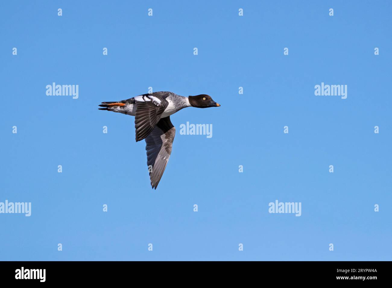 Gemeinsames Goldeneye (Bucephala clangula). Weiblich im Flug. Deutschland Stockfoto
