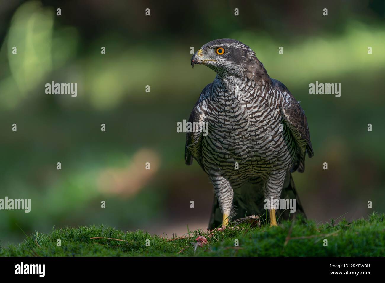 Northern Goshawk (Accipiter gentilis) auf dem Boden im Wald von Noord Brabant in den Niederlanden. Stockfoto