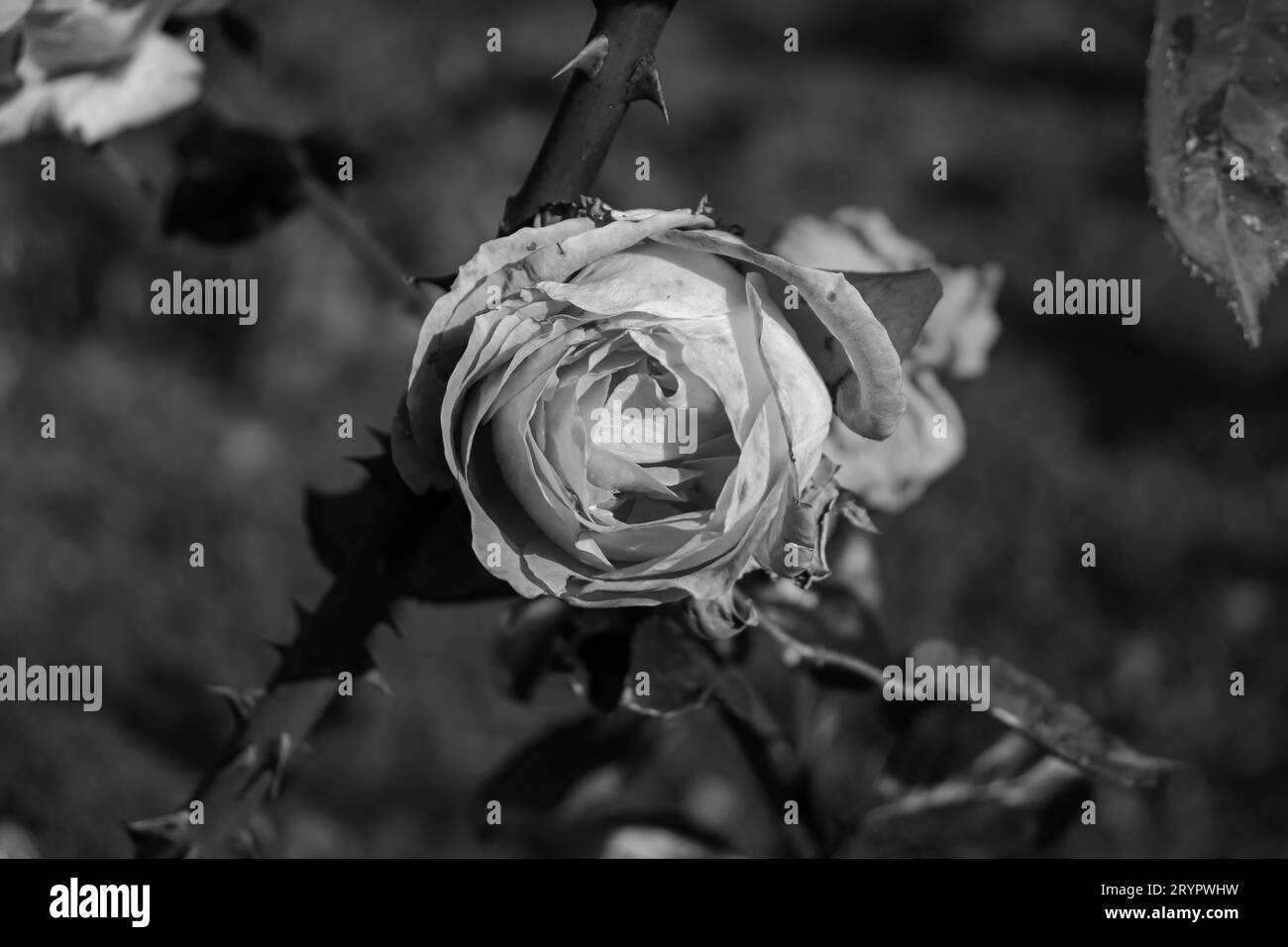 Einzelne schwarz-weiße Rose am Stiel mit grünem Bokeh-Hintergrund. Aufgenommen im botanischen Garten Alexandra Borza in Cluj-Napoca, Rumänien Stockfoto