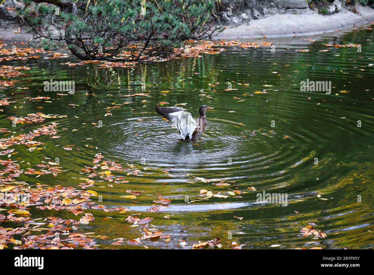 Selektiver Fokus Mallard Ente spreizt ihre Flügel aus dem Teichwasser und erzeugt kreisförmige Wellen Stockfoto