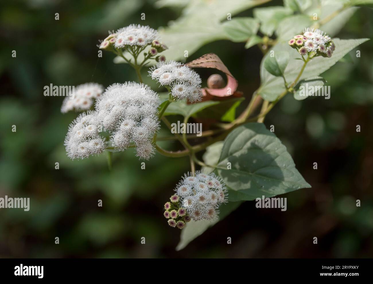 Blumen und Blätter von Crofton Unkraut, Aderatina adenophora, am Rande des subtropischen Regenwaldes, Queensland, Australien. Invasives Unkraut, giftig für Pferde Stockfoto