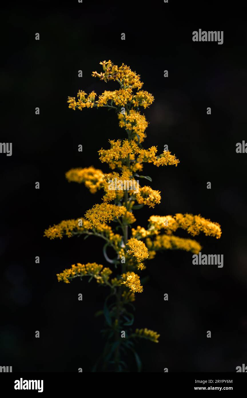 Nahaufnahme einer im Spätsommer blühenden Goldrute. Stockfoto