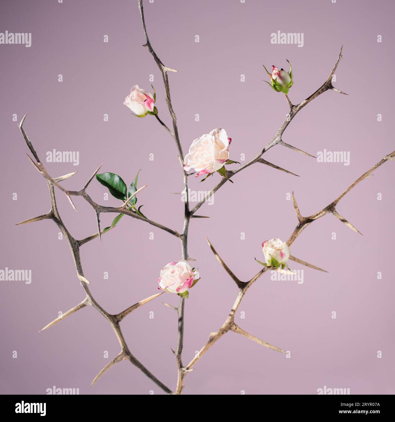 Zweige mit Dornen und Rose. Spring- oder Revival-Konzept. Abdeckung Stockfoto