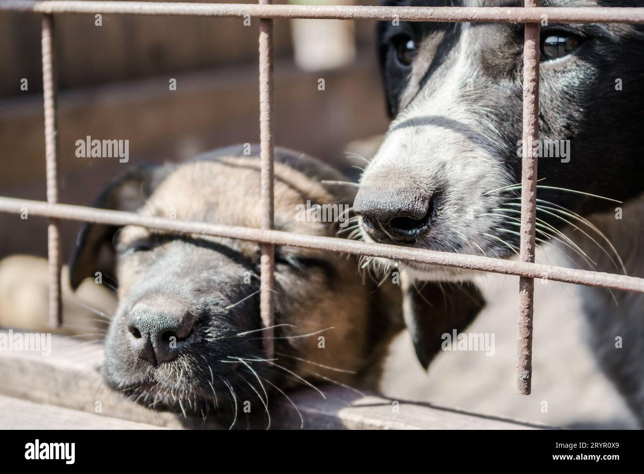 Mischling-Hund mit traurigen Augen und ein Welpen-Mischling, der aus dem Käfig guckt Stockfoto