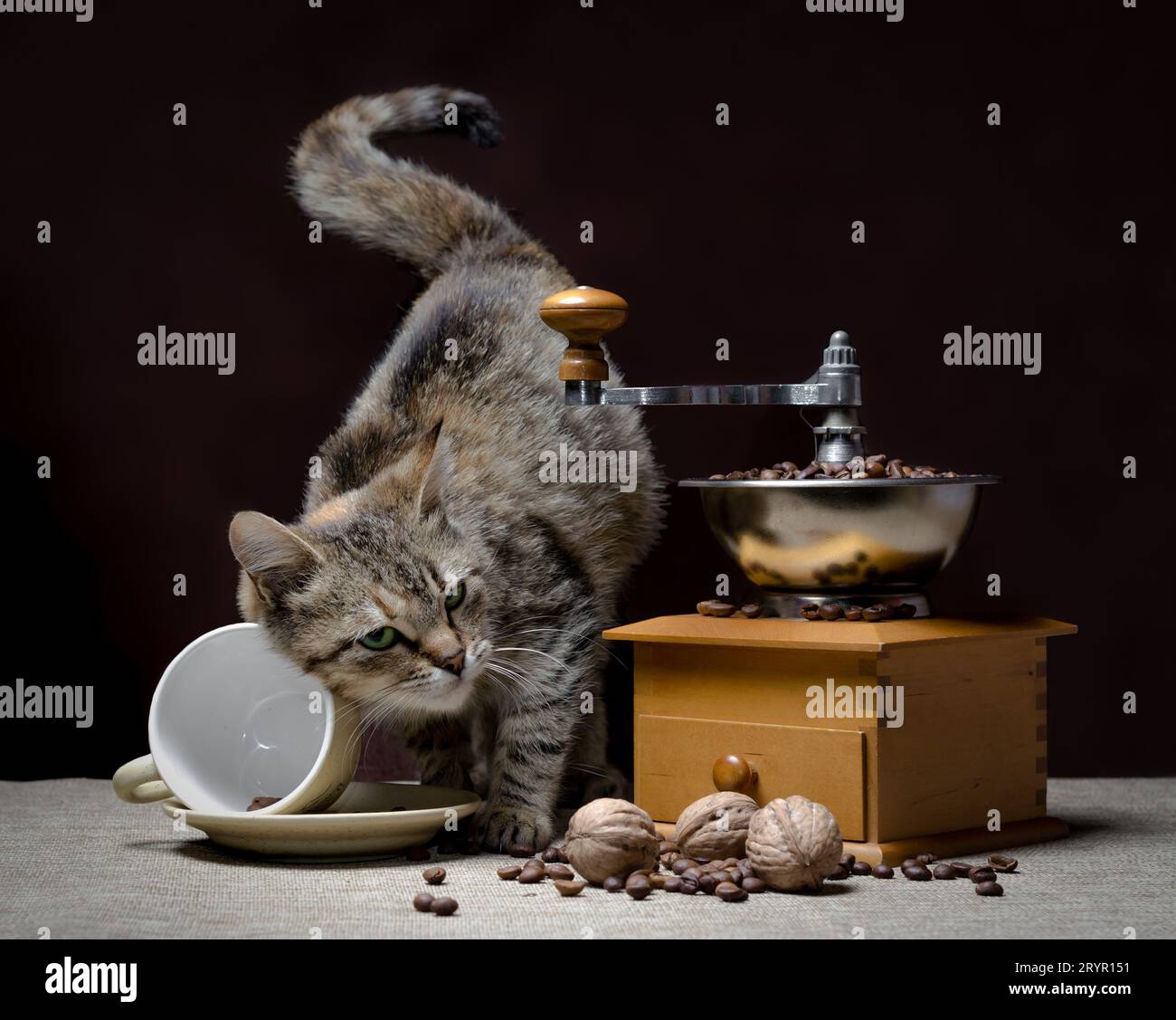 Graue Katze mit grünen Augen drehte eine Kaffeetasse neben einer alten Kaffeemühle und Kaffeekörner mit Nüssen auf einem dunklen Rücken um Stockfoto