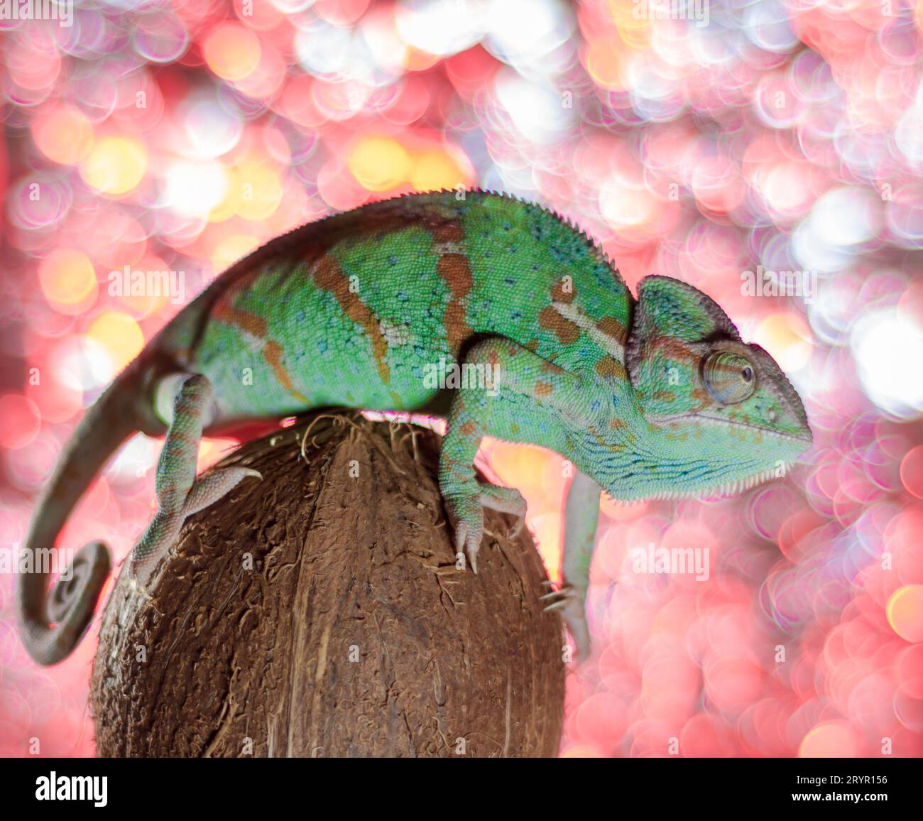 Grünes Chamäleon sitzt auf einer Kokosnuss auf einem farbigen Hintergrund Stockfoto