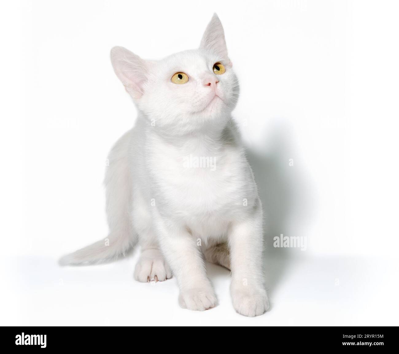 Niedliches weißes Kätzchen auf einem sauberen Hintergrund in Isolation Nahaufnahme Stockfoto