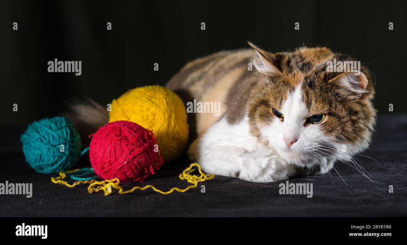 Eine dreifarbige Katze umarmt eine Kugel aus gelbem rotem Garn Stockfoto