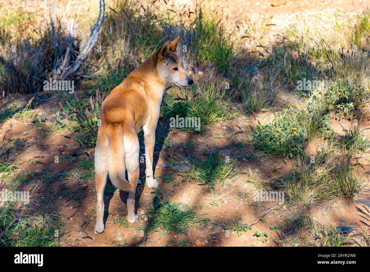 Eine Nahaufnahme eines australischen Dingos (Canis familiaris) im Alice Springs Desert Park im Northern Territory, Australien Stockfoto