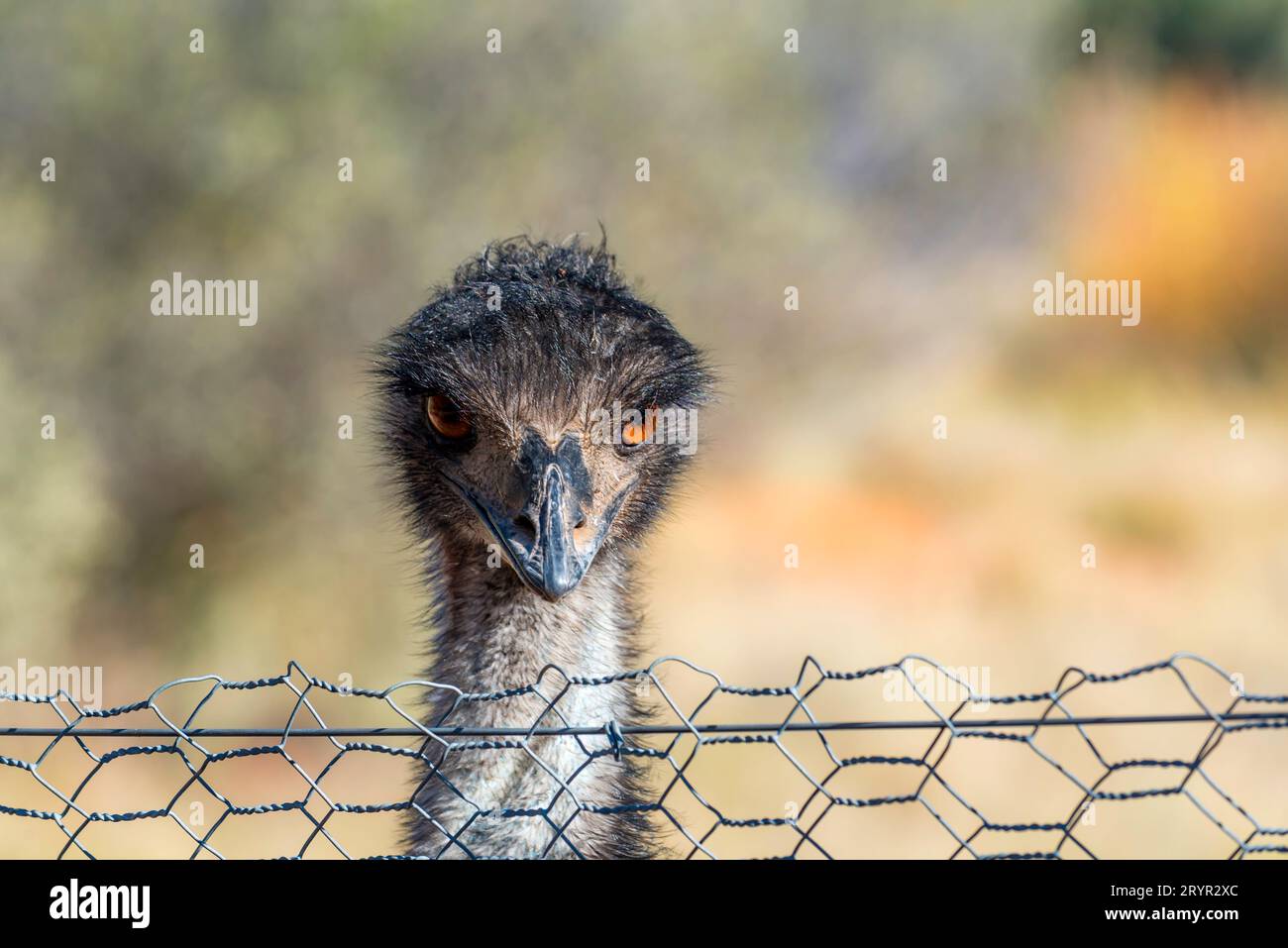 Eine Nahaufnahme einer australischen Emu (Dromaius novaehollandiae) im Alice Springs Desert Park im Northern Territory mit Blick über einen Drahtzaun Stockfoto