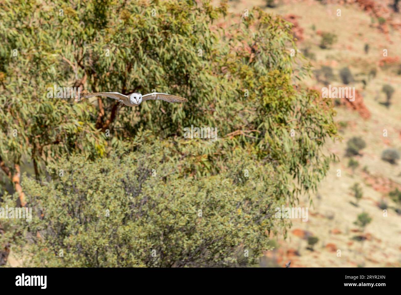 Eine australische Barn Owl (Tyto alba) im Vollflug im Alice Springs Desert Park. Scheuneneulen gibt es auf allen Kontinenten außer der Antarktis Stockfoto