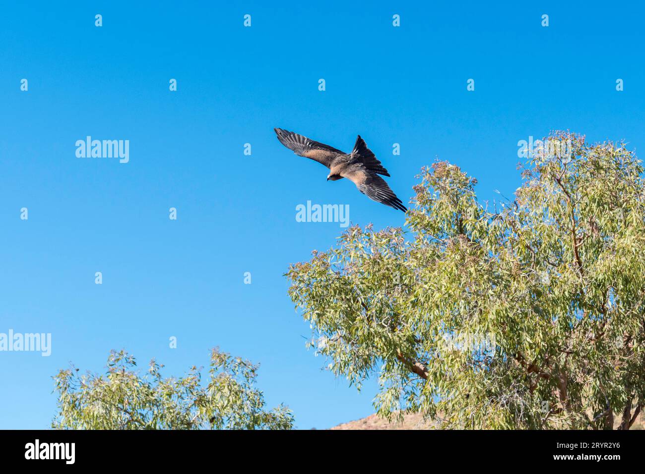 Ein Australian Whistling Kite (Haliastur sphenurus) im Vollflug im Alice Springs Desert Park. Es ist ein Aas, der Fressvögel im Binnenland Stockfoto