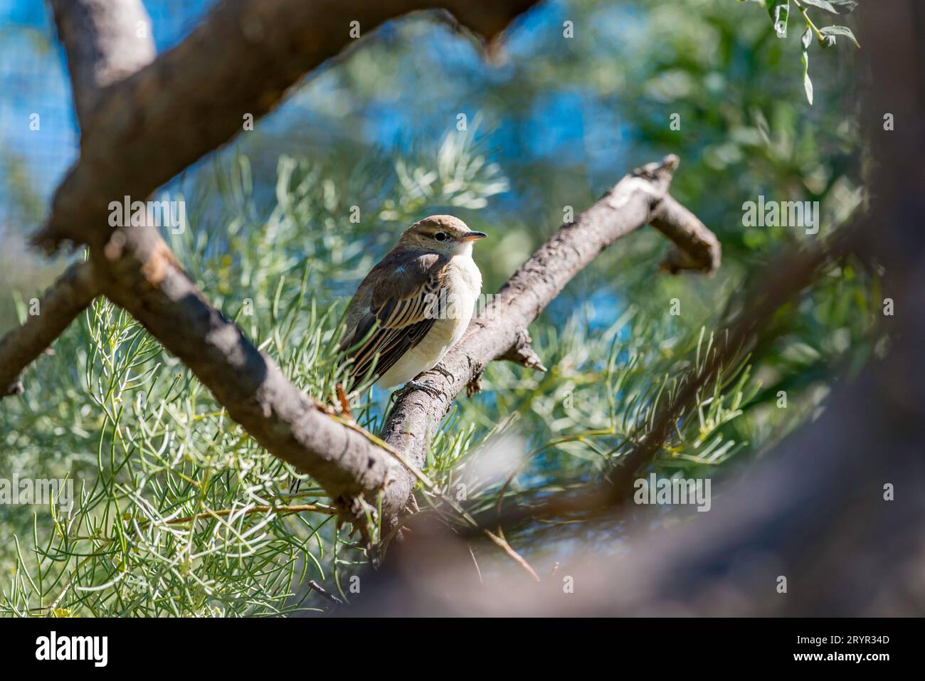 Eine weibliche Orange Chat (Epthianura aurifrons) fotografiert im Alice Springs Desert Park, der im trockenen Südosten und Südwesten Australiens gefunden wurde Stockfoto