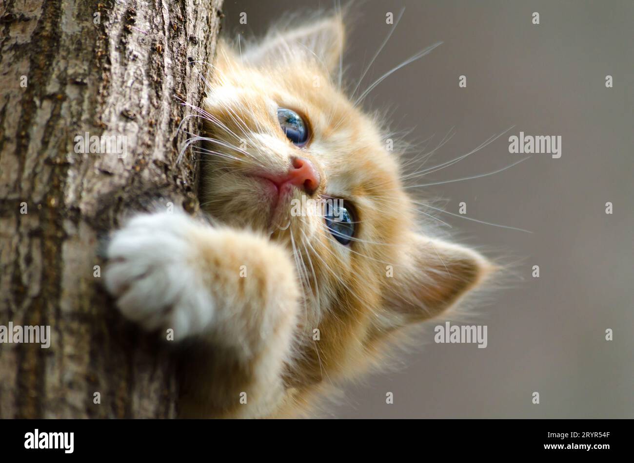 Ginger gestreifte Kätzchen klettern auf einen Baumstamm Stockfoto