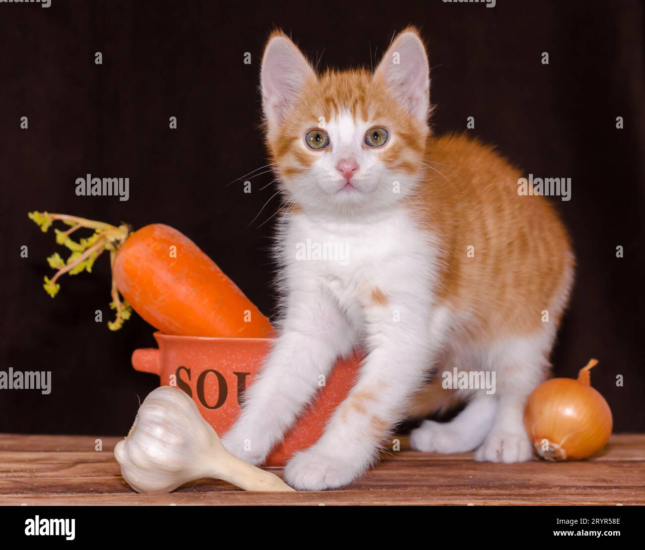 Kleines rotes Kätzchen sitzt auf den rauen Holzbrettern des Tisches neben einer orangen Schüssel für Suppe und Karotten mit grüner Platte Stockfoto