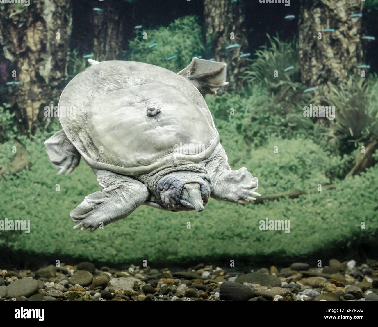 Süßwasserschildkröte chinesische Trionix schwimmt unter Wasser aus nächster Nähe Stockfoto