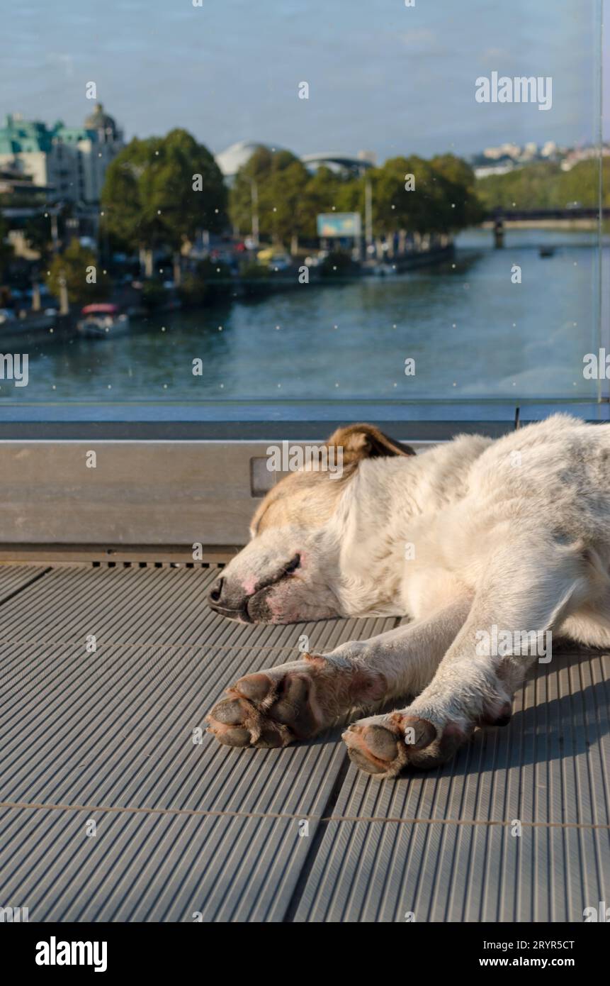 Weißrothaariger Hund schläft auf einer Fußbrücke über den Fluss Kura in Tiflis, Georgien Stockfoto