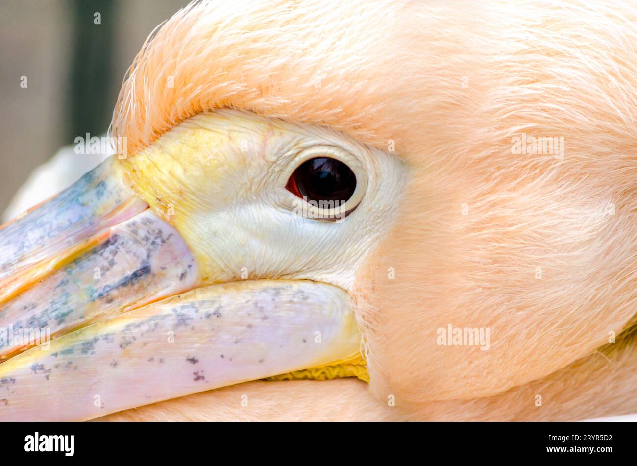Kopf Auge und ein Teil des rosa Pelikanschnabels aus der Nähe Stockfoto