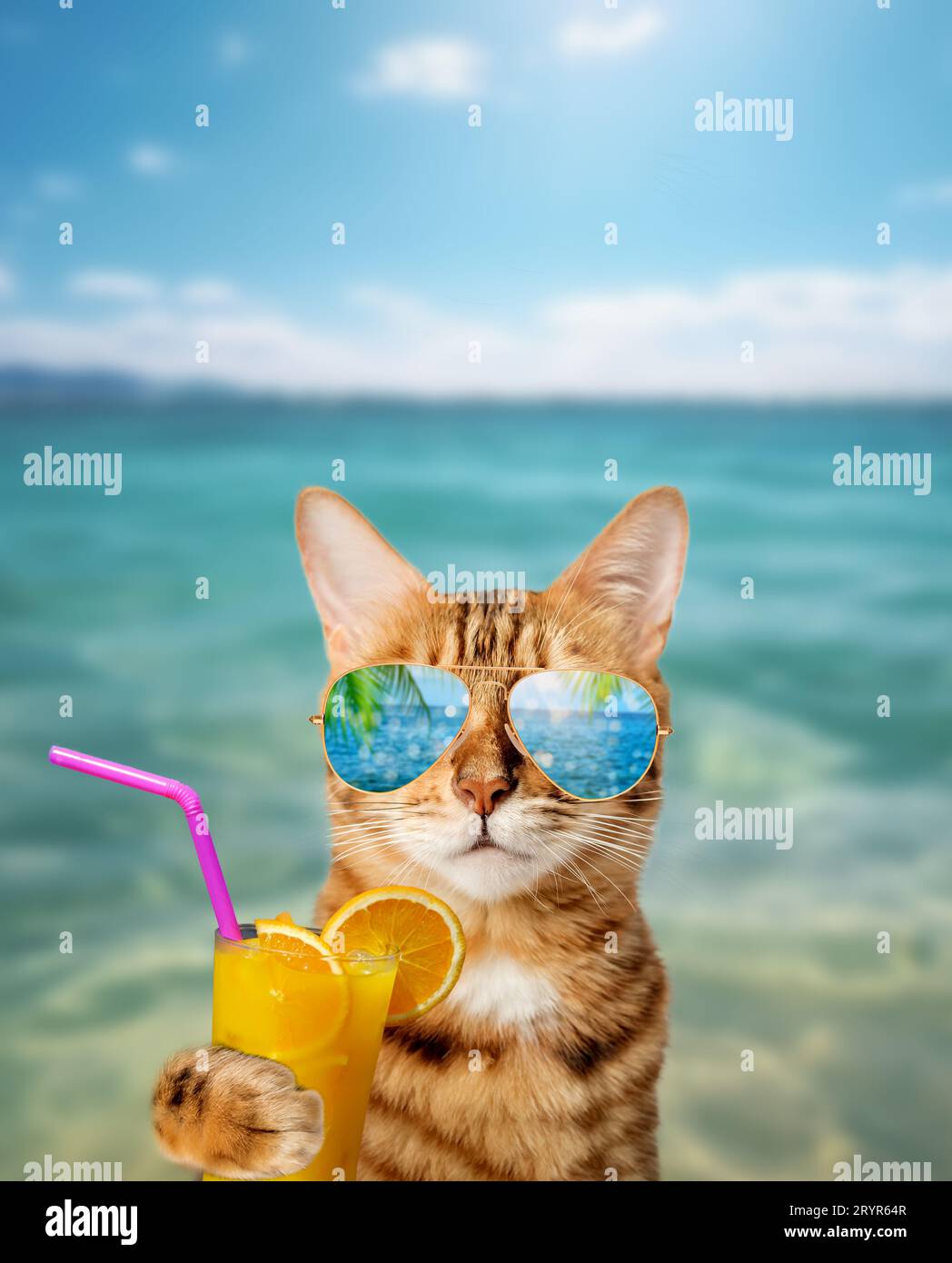 Lustige Katze in Sonnenbrille hält einen tropischen Cocktail Stockfoto