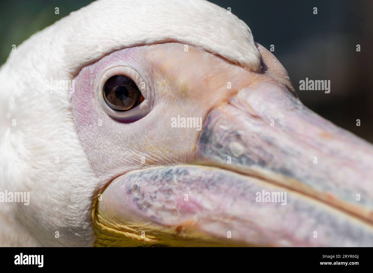 Kopf und Schnabel eines großen weißen Pelikans aus der Nähe Stockfoto