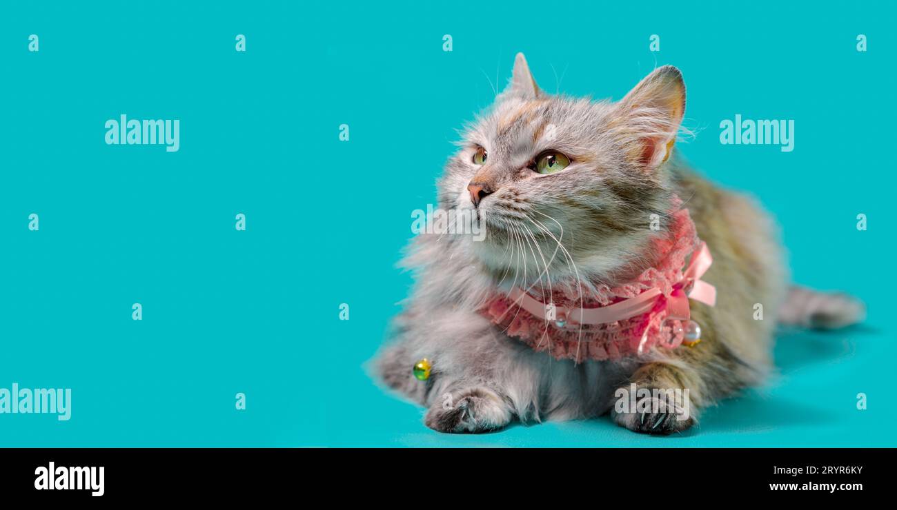 Ginger flauschige Katze mit rosa Kragen auf türkisfarbenem Hintergrund Stockfoto