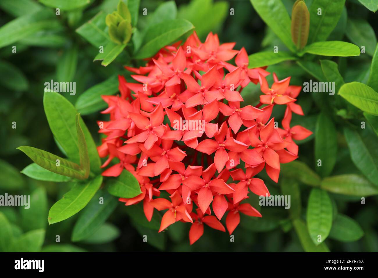 Nahaufnahme einer leuchtend roten Ixora-Blume Stockfoto