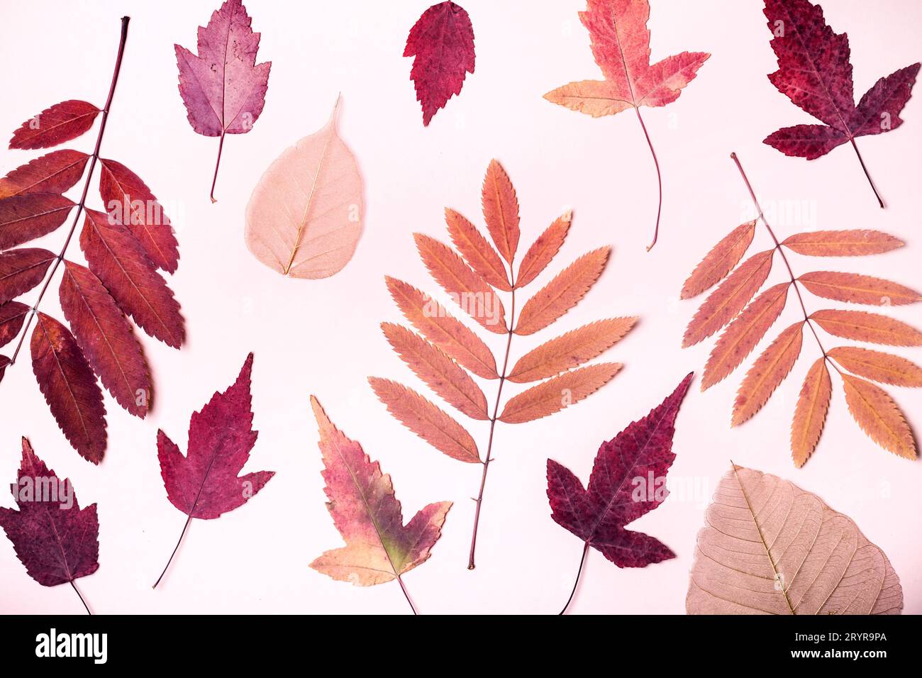 Natürliche Zusammensetzung trockener rosa Blätter auf rosa Hintergrund. Konzept der Herbsternte. Stockfoto