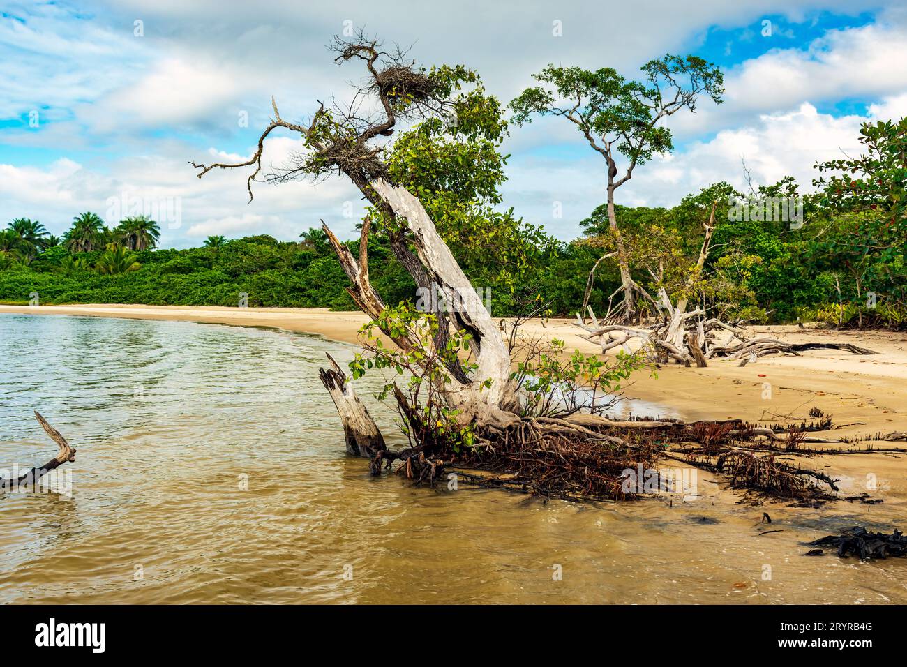 Trockene und verdrehte Bäume, wo die Mangroven auf das Meer treffen Stockfoto