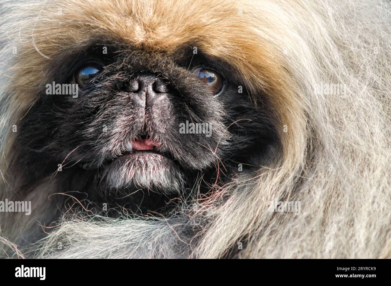 Pekingese Hundeporträt aus nächster Nähe Stockfoto