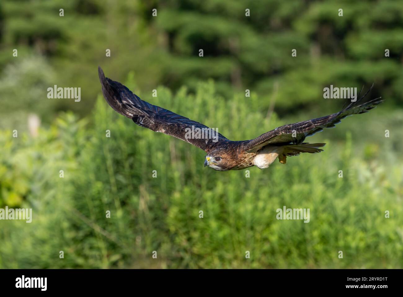 Ein majestätischer Greifvogel, der über saftiges grünes Gras und hohe Bäume emporragt, ist mit seinen Flügeln ausgestreckt, während er anmutig durch die Luft gleitet Stockfoto