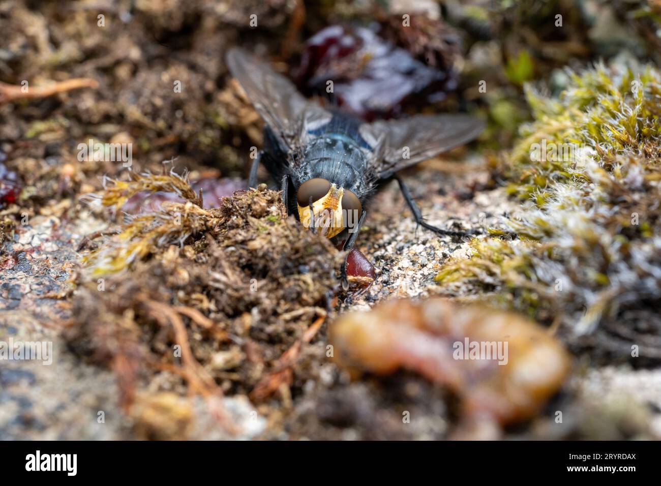 Caliphora vicini Bluebottle Stockfoto