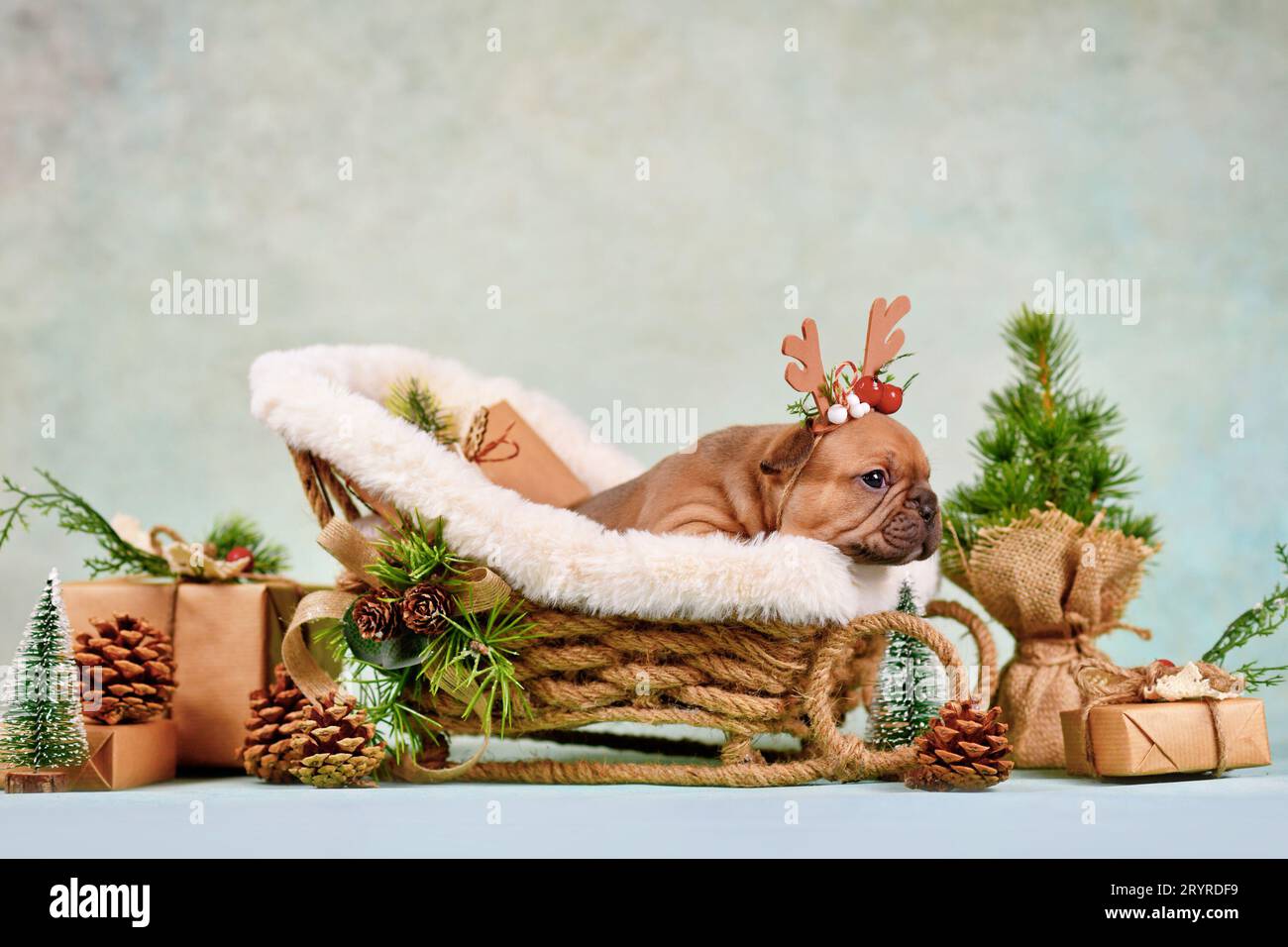 Französischer Bulldoggen-Welpe im Weihnachtsschlittenwagen, umgeben von saisonaler Dekoration Stockfoto
