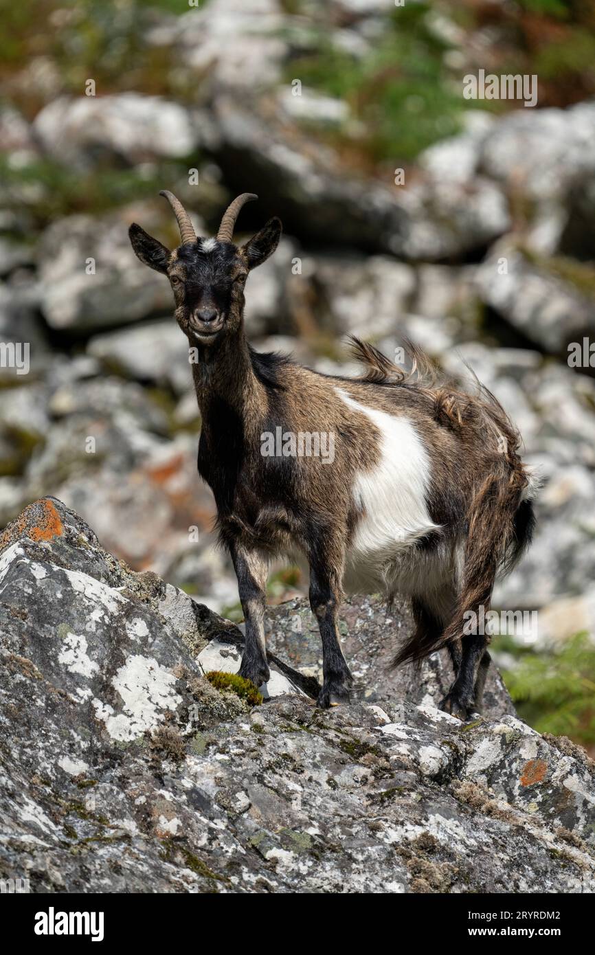 Nanny Wild Goat (Capra hircus) Porträt auf einem typischen felsigen Felsbrocken-Habitat Stockfoto