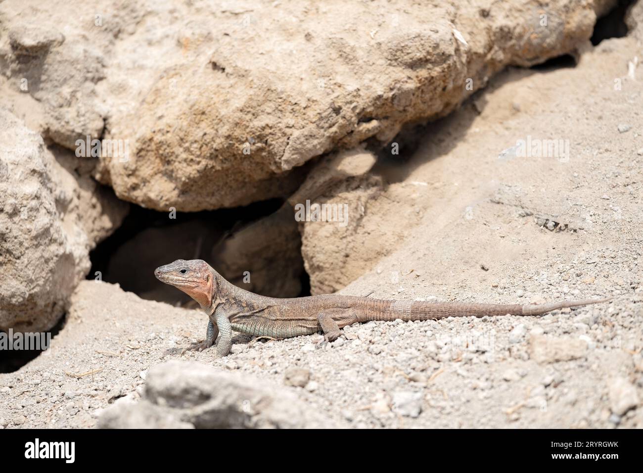 Eine Riesenechse auf Gran Canaria, Gallotia simonyi stehlini. Die große Eidechsenart ist endemisch auf den Kanarischen Inseln in Spanien. Sie sind eine geschützte Art Stockfoto