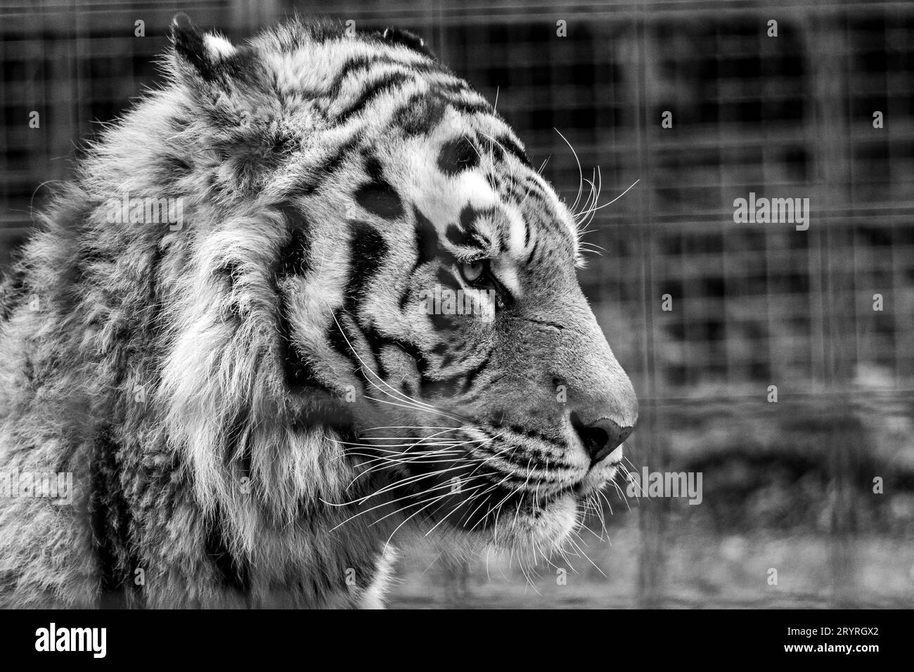 Ein schöner Tiger, der im Profil steht und in Graustufen in die Ferne schaut Stockfoto