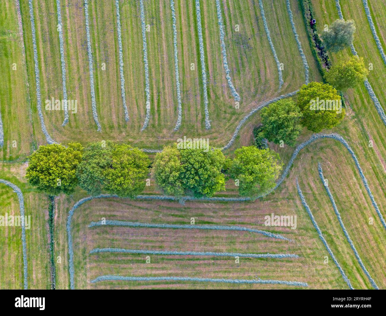 Farbenfrohe Muster auf Feldern auf Ackerland, Luftaufnahme, Drohnenfoto. Abstrakte geometrische Formen landwirtschaftlicher Parzellen von Dif Stockfoto