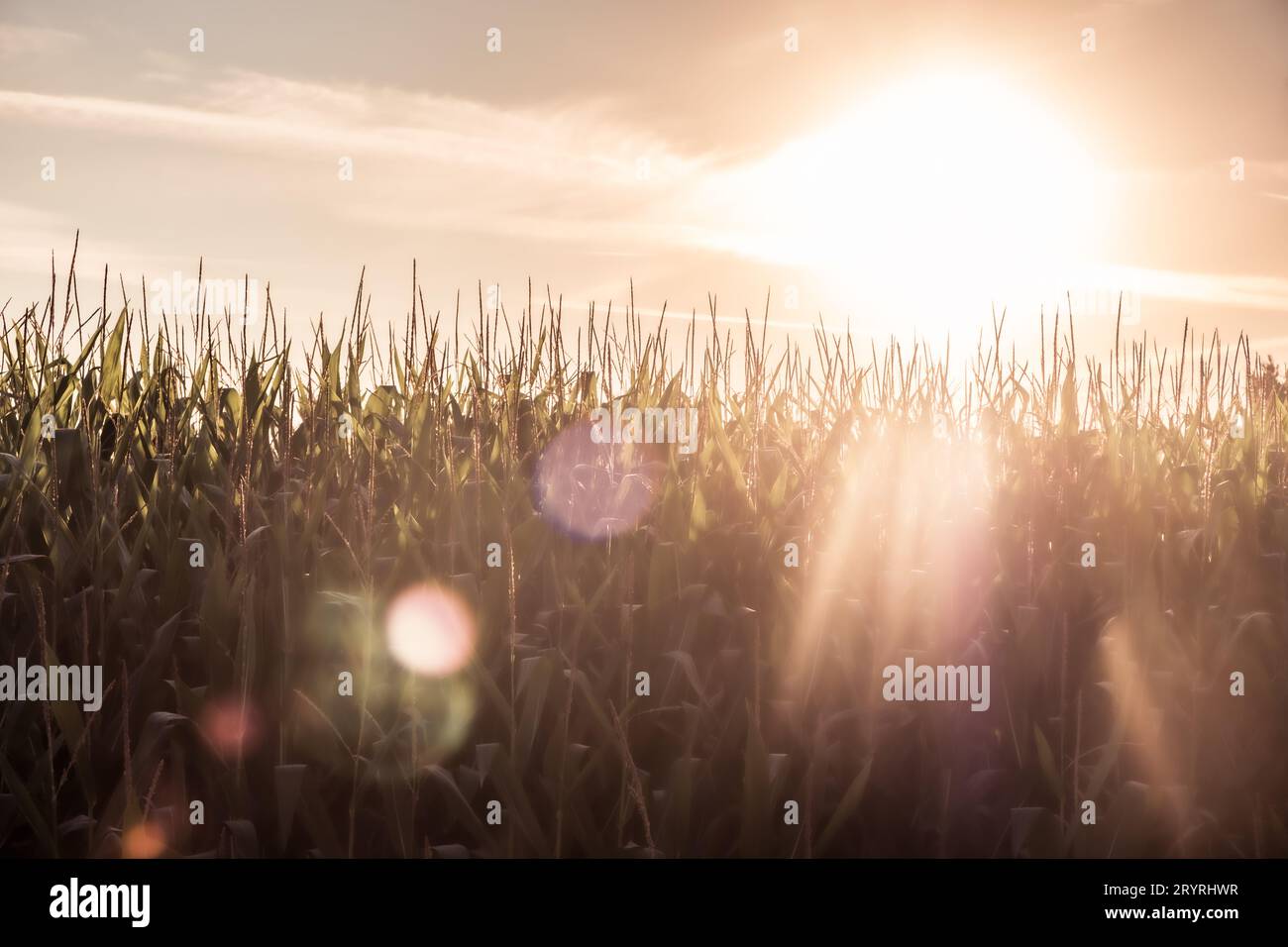 Maisfeld bei Sonnenuntergang oder Sonnenaufgang mit blauem Himmel und einigen weichen Wolken in einer ländlichen Landschaft Stockfoto