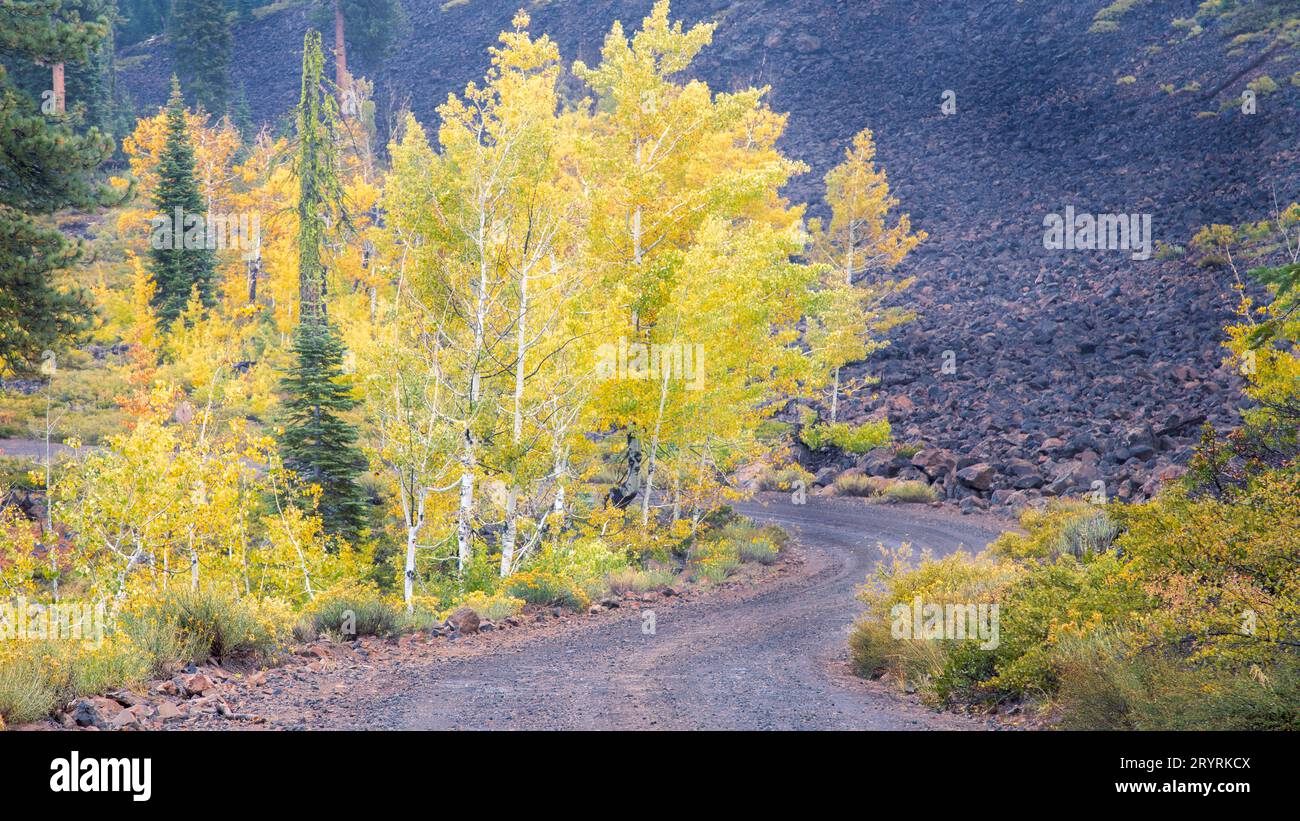 Herbst farbige Aspen und blühender Kaninchenbusch auf einer gewundenen unbefestigten Straße im Lassen County, Kalifornien, USA, in der Nähe des Crater Lake Stockfoto