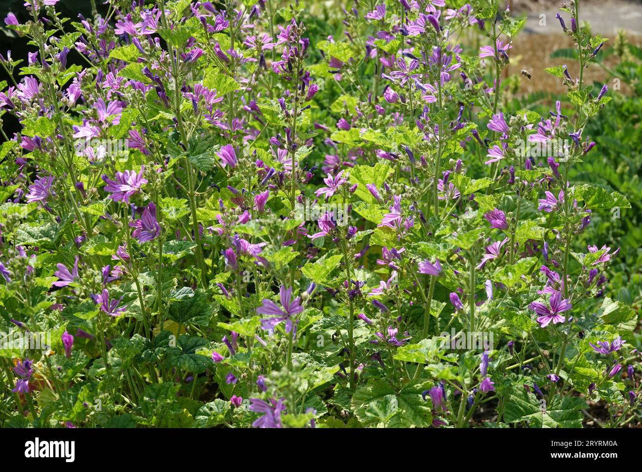 Malva sylvestris, gemeine Malve Stockfoto