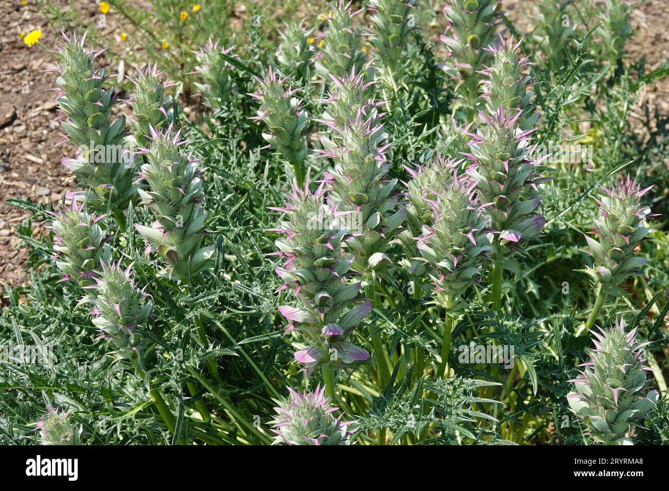 Acanthus spinosus, Stachelbären-Reithose Stockfoto