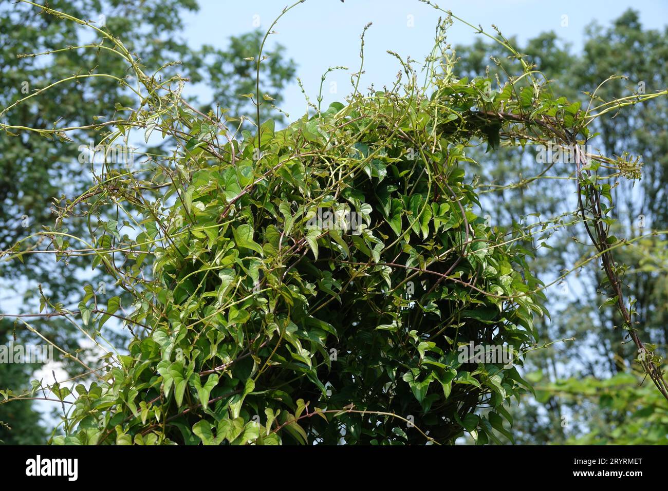 Tamus communis Syn Dioscorea, schwarzer Bryony Stockfoto