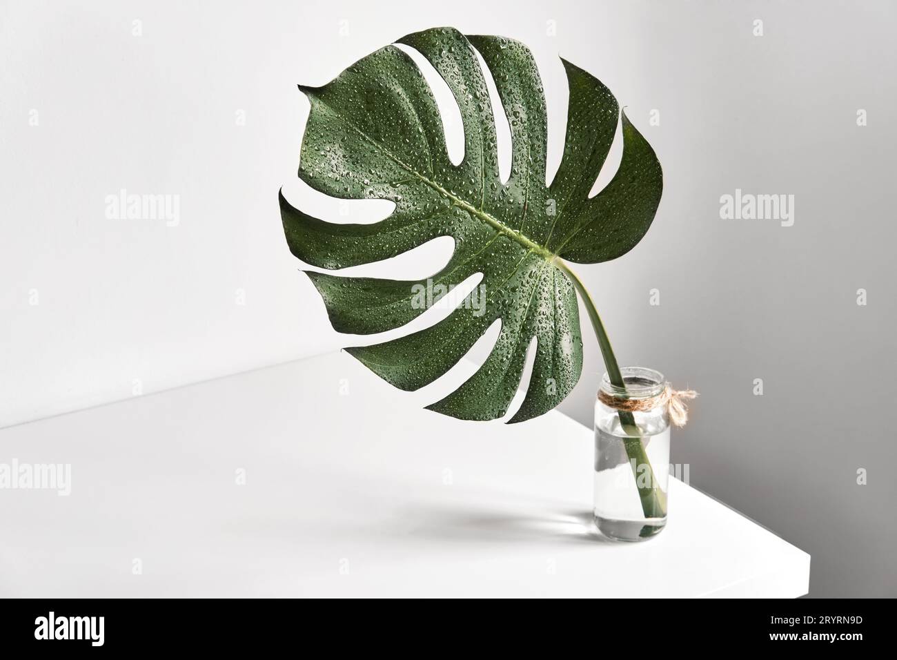 Monstera tropisches Blatt in Glasvase auf weißem Tisch. Moderne Ästhetik minimaler Innenraum Stockfoto