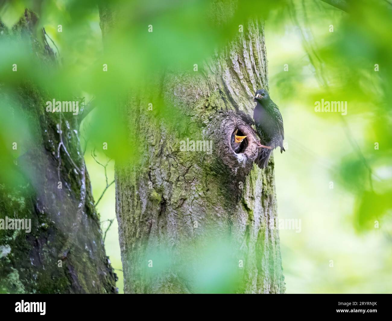 Szene, gemeiner Starling, Sturnus vulgaris, füttern Küken im Nestloch mit Insekten. Fleißige Vögel. Stockfoto