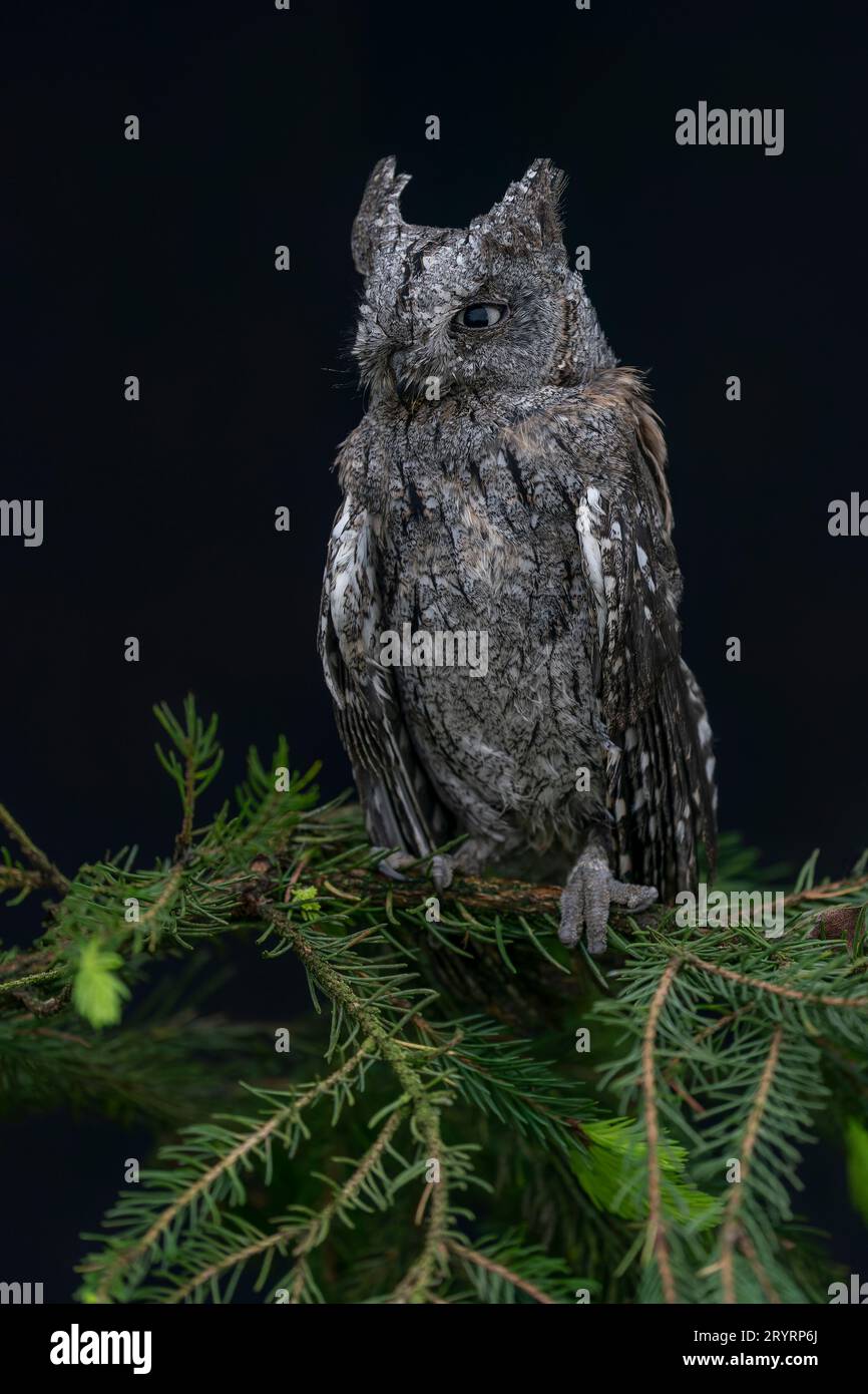 Der Eurasische Skoppeulen (Otus skops) oder der Europäische Skoppeulen oder einfach Skoppeulen, die auf einem Ast sitzen. Dunkler Hintergrund. Stockfoto