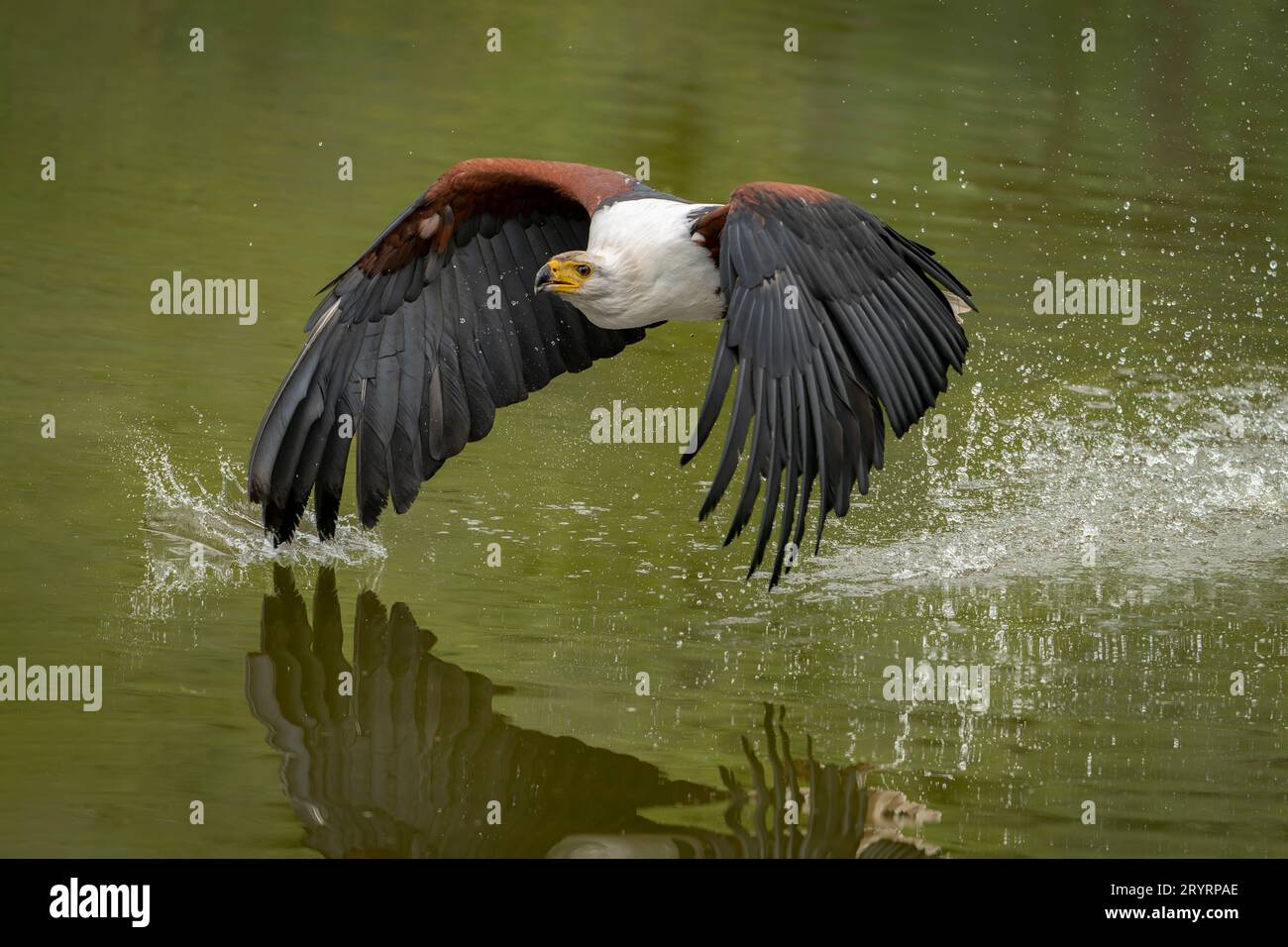 Der afrikanische Fischadler (Haliaeetus vocifer) fliegt und fischt nahe der Wasseroberfläche. Der Adler fliegt, um einen Fisch zu fangen. Stockfoto