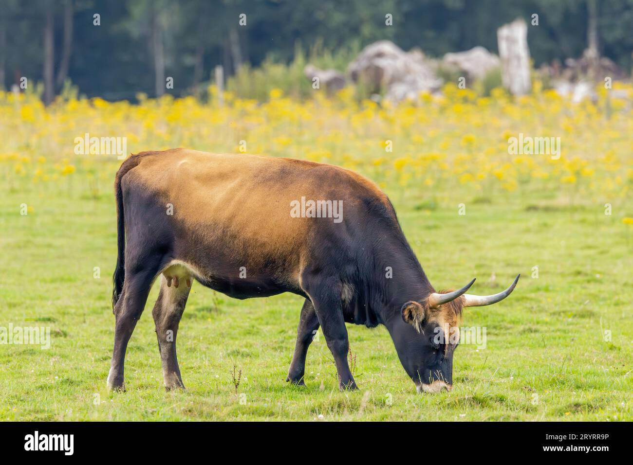 Naturlandschaft mit Sayaguesa Koe als großer grazer für Naturschutz in der niederländischen Provinz Drenthe vor dem Hintergrund von Wäldern A Stockfoto