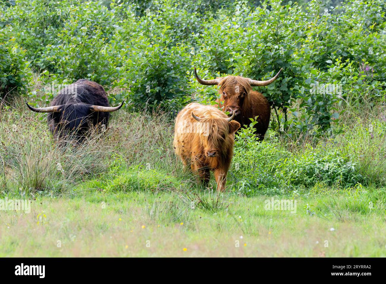 Freilebende Herde von schwarzem schottischem Highland-Bullen mit brauner Kuh und braunem Kalb im Naturschutzgebiet Drenthe entlang Rolder Diep zwischen Rolde und Anderen Stockfoto