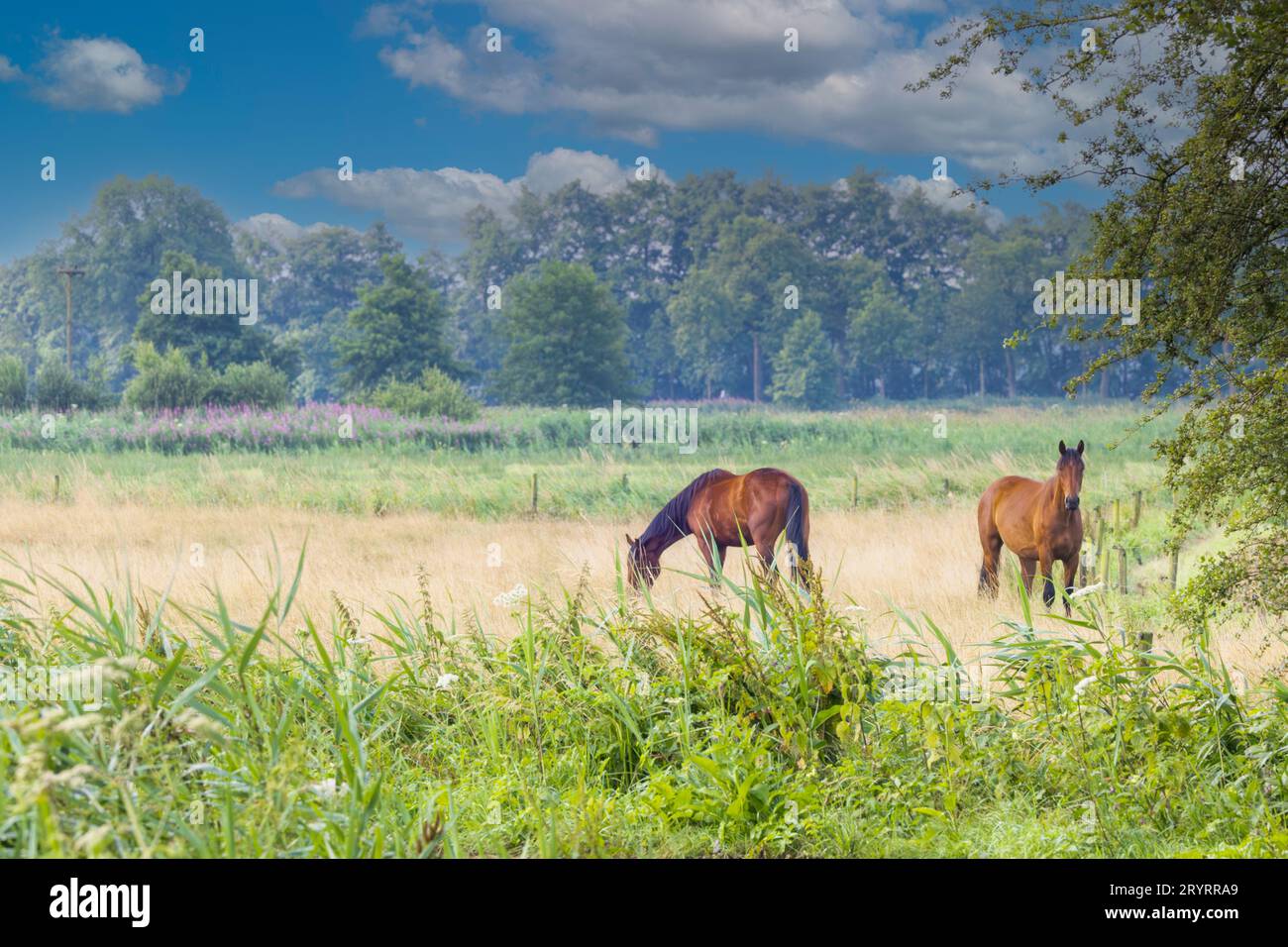 Landschaft ländlicher Bereich im Bachtal Rolder Diep Teil Drentsche AA mit Wiese, in der zwei braune Reitpferde frei laufen können und nebelige Waldbäume b Stockfoto